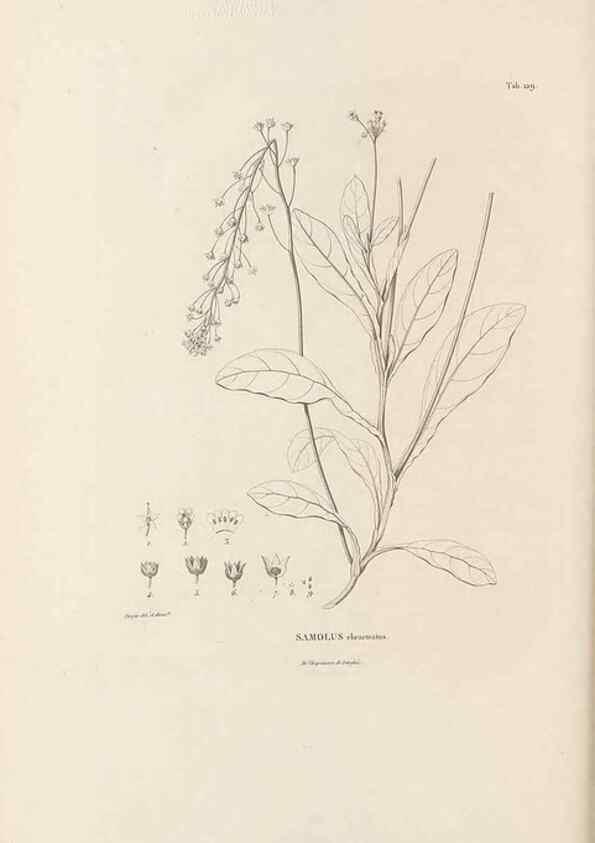 Reproducción/Reproduction 49521463246: Nova genera et species plantarum :. Antverpiae :Ex officina Christophori Plantini ...,1576.. 