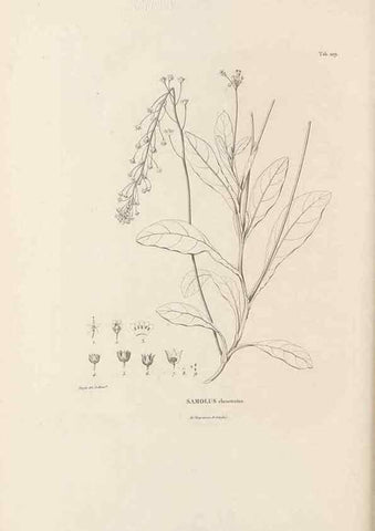 Reproducción/Reproduction 49521463246: Nova genera et species plantarum :. Antverpiae :Ex officina Christophori Plantini ...,1576.. 