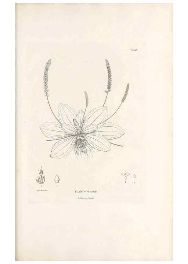 Reproducción/Reproduction 49520937713: Nova genera et species plantarum :. Antverpiae :Ex officina Christophori Plantini ...,1576.. 