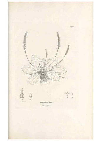 Reproducción/Reproduction 49520937713: Nova genera et species plantarum :. Antverpiae :Ex officina Christophori Plantini ...,1576.. 