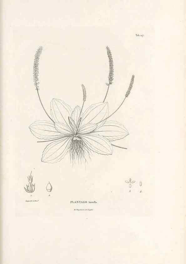 Reproducción/Reproduction 49520937713: Nova genera et species plantarum :. Antverpiae :Ex officina Christophori Plantini ...,1576.. 