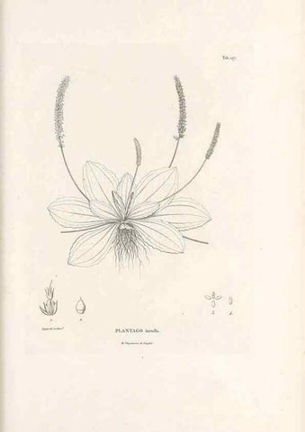 Reproducción/Reproduction 49520937713: Nova genera et species plantarum :. Antverpiae :Ex officina Christophori Plantini ...,1576.. 