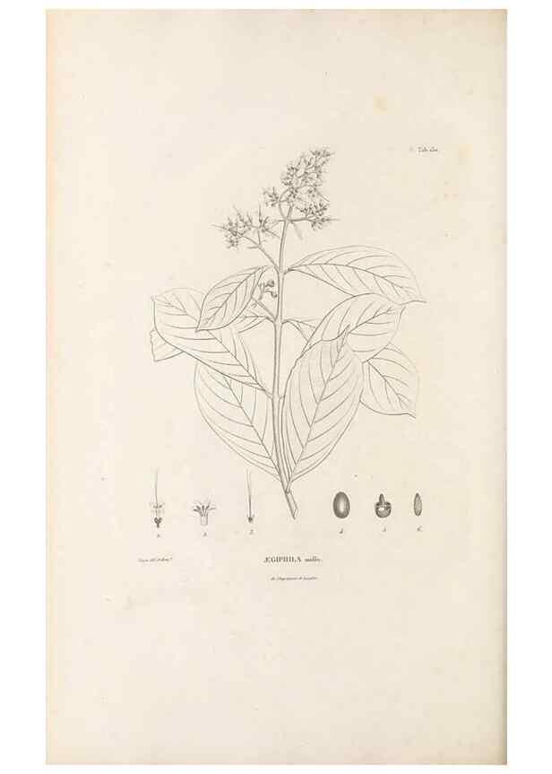 Reproducción/Reproduction 49520938033: Nova genera et species plantarum :. Antverpiae :Ex officina Christophori Plantini ...,1576.. 