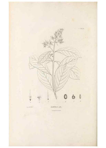 Reproducción/Reproduction 49520938033: Nova genera et species plantarum :. Antverpiae :Ex officina Christophori Plantini ...,1576.. 
