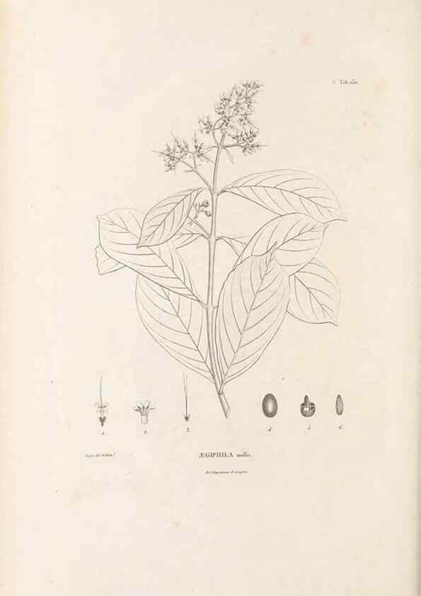 Reproducción/Reproduction 49520938033: Nova genera et species plantarum :. Antverpiae :Ex officina Christophori Plantini ...,1576.. 
