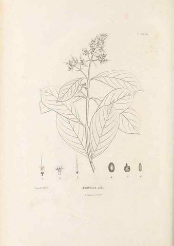 Reproducción/Reproduction 49520938033: Nova genera et species plantarum :. Antverpiae :Ex officina Christophori Plantini ...,1576.. 