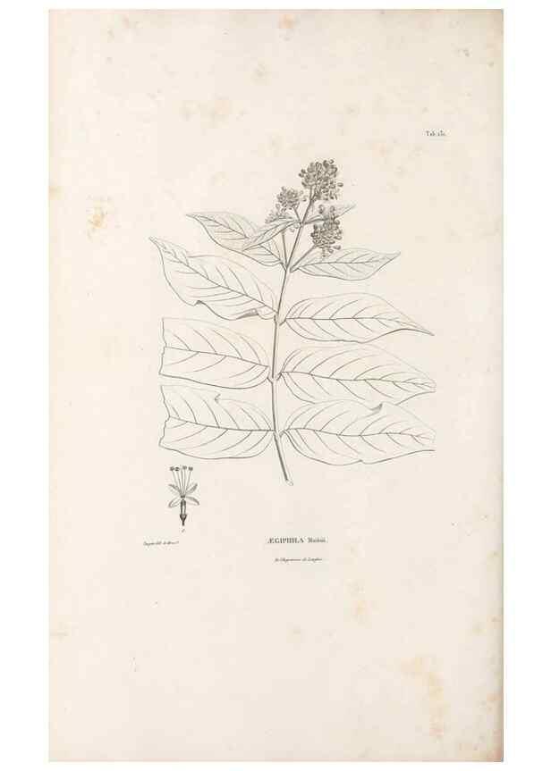 Reproducción/Reproduction 49520938408: Nova genera et species plantarum :. Antverpiae :Ex officina Christophori Plantini ...,1576.. 