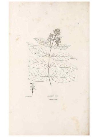 Reproducción/Reproduction 49520938408: Nova genera et species plantarum :. Antverpiae :Ex officina Christophori Plantini ...,1576.. 