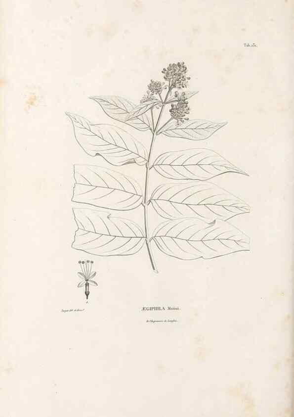 Reproducción/Reproduction 49520938408: Nova genera et species plantarum :. Antverpiae :Ex officina Christophori Plantini ...,1576.. 