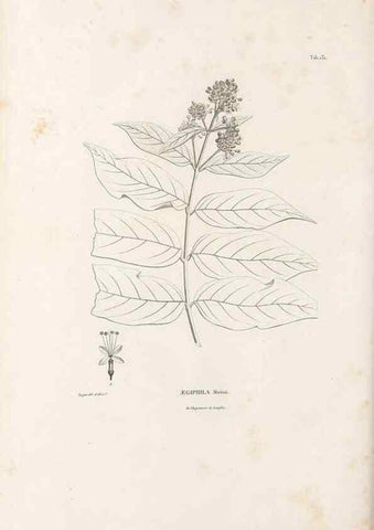 Reproducción/Reproduction 49520938408: Nova genera et species plantarum :. Antverpiae :Ex officina Christophori Plantini ...,1576.. 