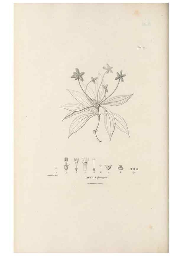 Reproducción/Reproduction 49521675192: Nova genera et species plantarum :. Antverpiae :Ex officina Christophori Plantini ...,1576.. 