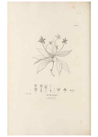Reproducción/Reproduction 49521675192: Nova genera et species plantarum :. Antverpiae :Ex officina Christophori Plantini ...,1576.. 
