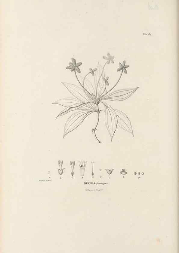 Reproducción/Reproduction 49521675192: Nova genera et species plantarum :. Antverpiae :Ex officina Christophori Plantini ...,1576.. 