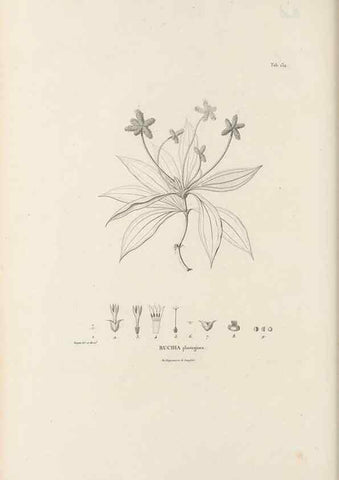 Reproducción/Reproduction 49521675192: Nova genera et species plantarum :. Antverpiae :Ex officina Christophori Plantini ...,1576.. 