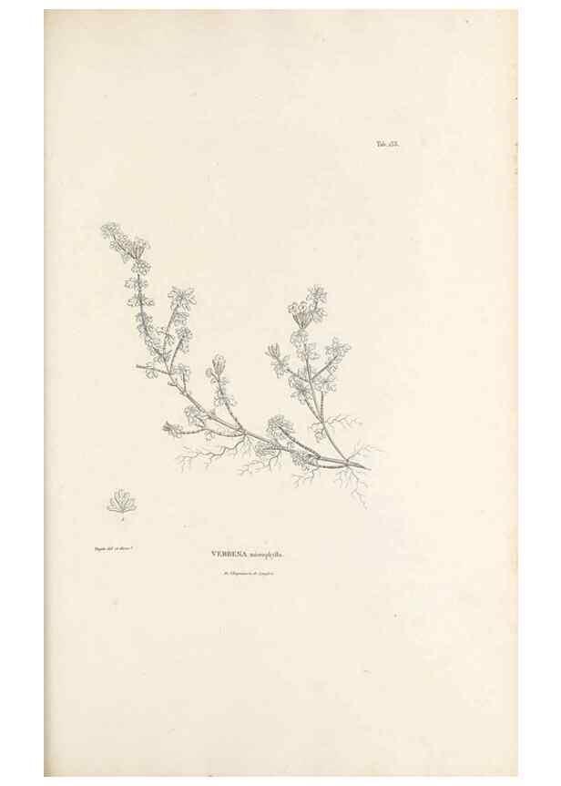 Reproducción/Reproduction 49521675487: Nova genera et species plantarum :. Antverpiae :Ex officina Christophori Plantini ...,1576.. 