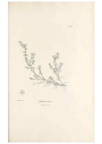 Reproducción/Reproduction 49521675487: Nova genera et species plantarum :. Antverpiae :Ex officina Christophori Plantini ...,1576.. 