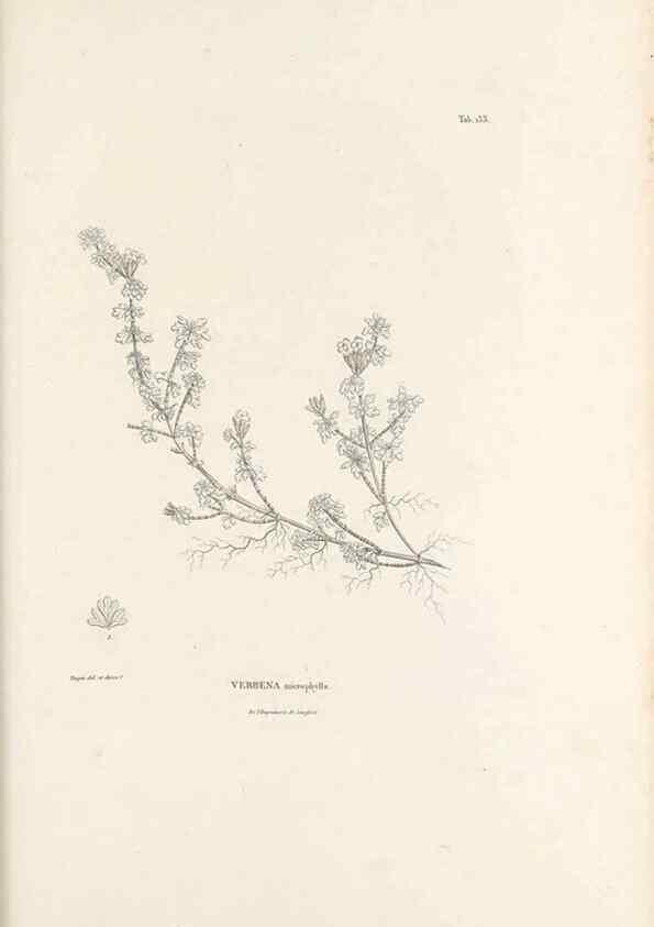 Reproducción/Reproduction 49521675487: Nova genera et species plantarum :. Antverpiae :Ex officina Christophori Plantini ...,1576.. 