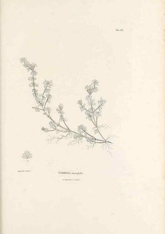 Reproducción/Reproduction 49521675487: Nova genera et species plantarum :. Antverpiae :Ex officina Christophori Plantini ...,1576.. 