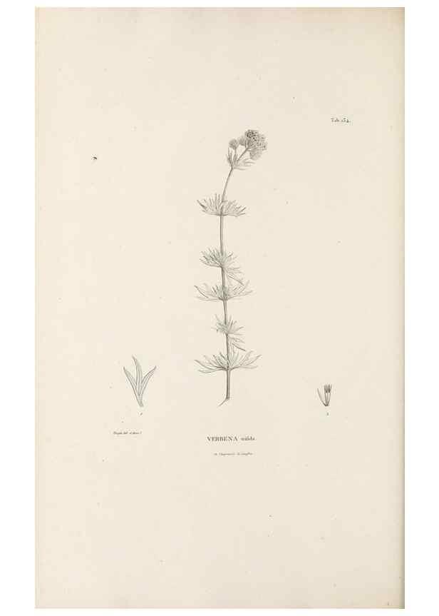 Reproducción/Reproduction 49521675787: Nova genera et species plantarum :. Antverpiae :Ex officina Christophori Plantini ...,1576.. 