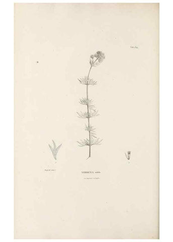 Reproducción/Reproduction 49521675787: Nova genera et species plantarum :. Antverpiae :Ex officina Christophori Plantini ...,1576.. 