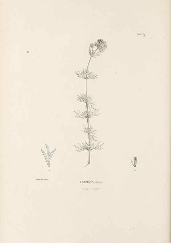 Reproducción/Reproduction 49521675787: Nova genera et species plantarum :. Antverpiae :Ex officina Christophori Plantini ...,1576.. 