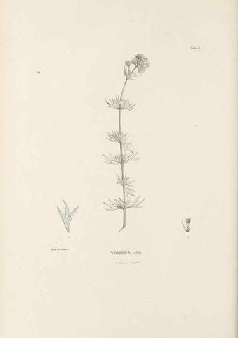 Reproducción/Reproduction 49521675787: Nova genera et species plantarum :. Antverpiae :Ex officina Christophori Plantini ...,1576.. 