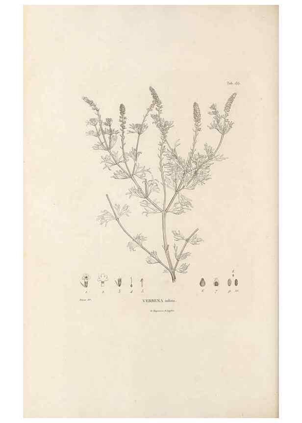 Reproducción/Reproduction 49521676107: Nova genera et species plantarum :. Antverpiae :Ex officina Christophori Plantini ...,1576.. 
