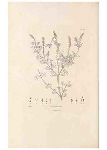 Reproducción/Reproduction 49521676107: Nova genera et species plantarum :. Antverpiae :Ex officina Christophori Plantini ...,1576.. 