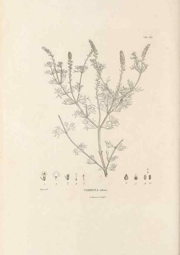 Reproducción/Reproduction 49521676107: Nova genera et species plantarum :. Antverpiae :Ex officina Christophori Plantini ...,1576.. 