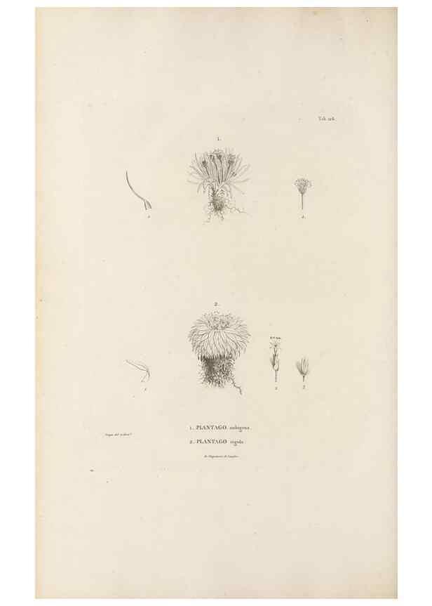 Reproducción/Reproduction 49521673967: Nova genera et species plantarum :. Antverpiae :Ex officina Christophori Plantini ...,1576.. 