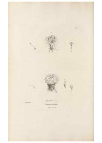 Reproducción/Reproduction 49521673967: Nova genera et species plantarum :. Antverpiae :Ex officina Christophori Plantini ...,1576.. 