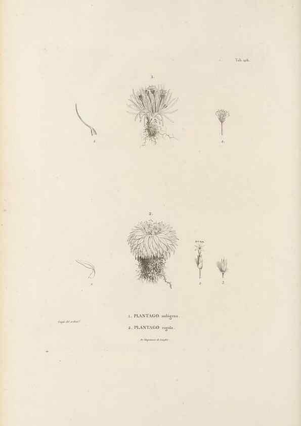 Reproducción/Reproduction 49521673967: Nova genera et species plantarum :. Antverpiae :Ex officina Christophori Plantini ...,1576.. 