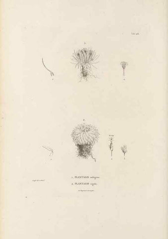 Reproducción/Reproduction 49521673967: Nova genera et species plantarum :. Antverpiae :Ex officina Christophori Plantini ...,1576.. 
