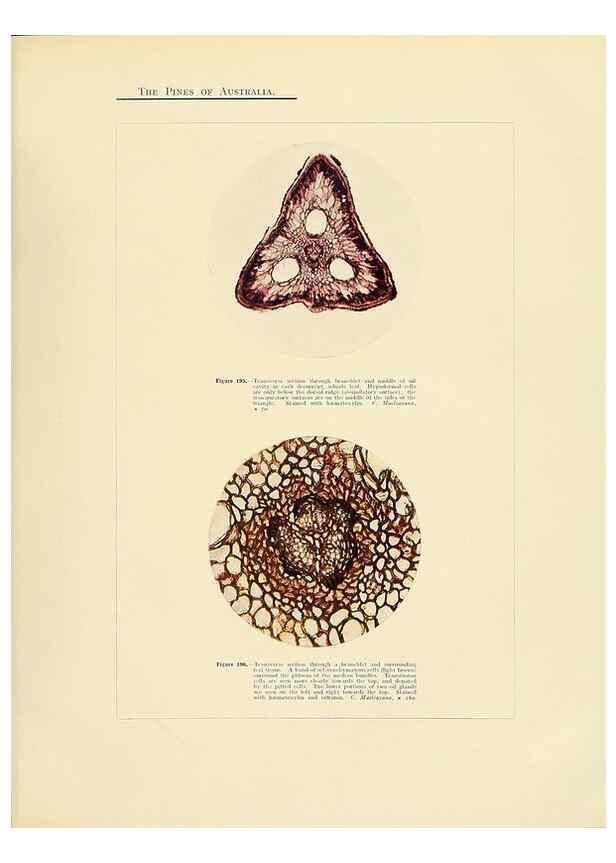 Reproducción/Reproduction 49263541123: A research on the pines of Australia,. Sydney,W. A. Gullick, government printer,1910.. 