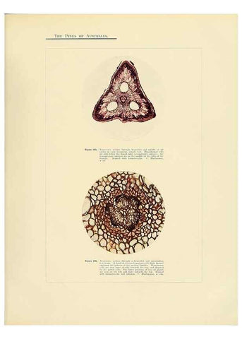 Reproducción/Reproduction 49263541123: A research on the pines of Australia,. Sydney,W. A. Gullick, government printer,1910.. 