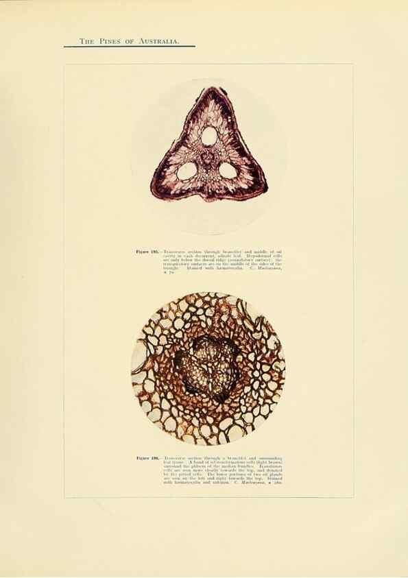 Reproducción/Reproduction 49263541123: A research on the pines of Australia,. Sydney,W. A. Gullick, government printer,1910.. 