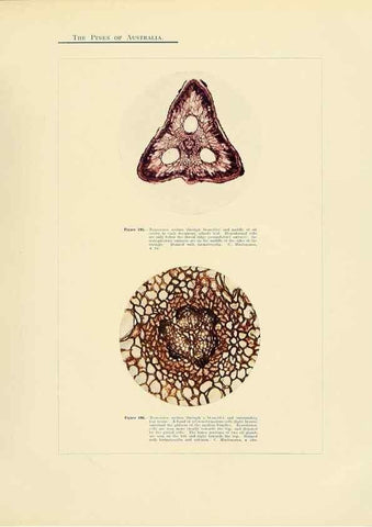 Reproducción/Reproduction 49263541123: A research on the pines of Australia,. Sydney,W. A. Gullick, government printer,1910.. 