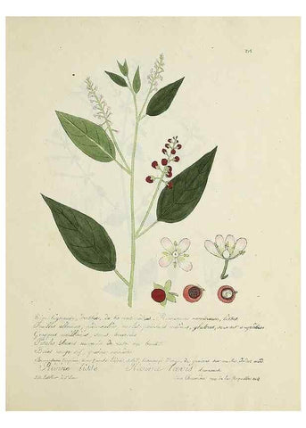 Reproducción/Reproduction 49501631062: Flore universelle. Saint-Denis :Au Bureau et chez Meilhac :[1848]-[1849]. 