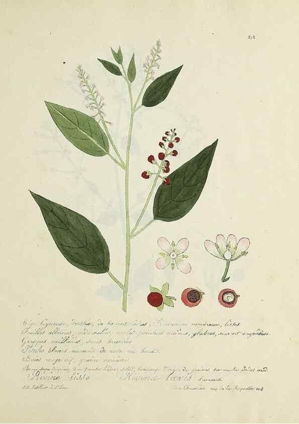 Reproducción/Reproduction 49501631062: Flore universelle. Saint-Denis :Au Bureau et chez Meilhac :[1848]-[1849]. 