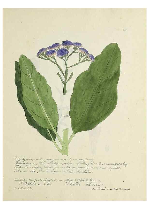 Reproducción/Reproduction 49501406051: Flore universelle. Saint-Denis :Au Bureau et chez Meilhac :[1848]-[1849]. 