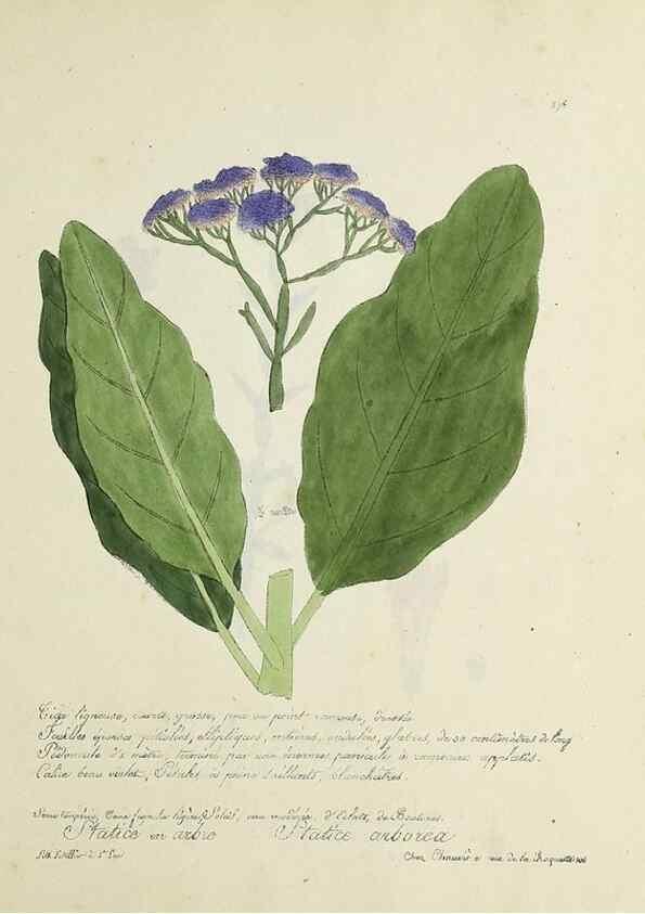 Reproducción/Reproduction 49501406051: Flore universelle. Saint-Denis :Au Bureau et chez Meilhac :[1848]-[1849]. 