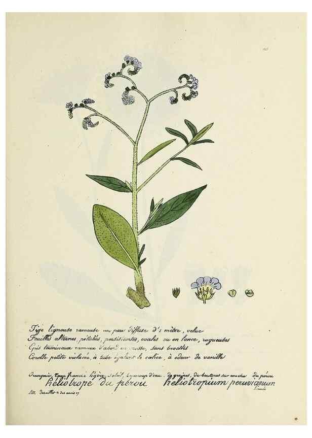 Reproducción/Reproduction 49500837073: Flore universelle. Saint-Denis :Au Bureau et chez Meilhac :[1848]-[1849]. 