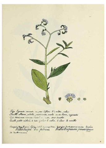 Reproducción/Reproduction 49500837073: Flore universelle. Saint-Denis :Au Bureau et chez Meilhac :[1848]-[1849]. 