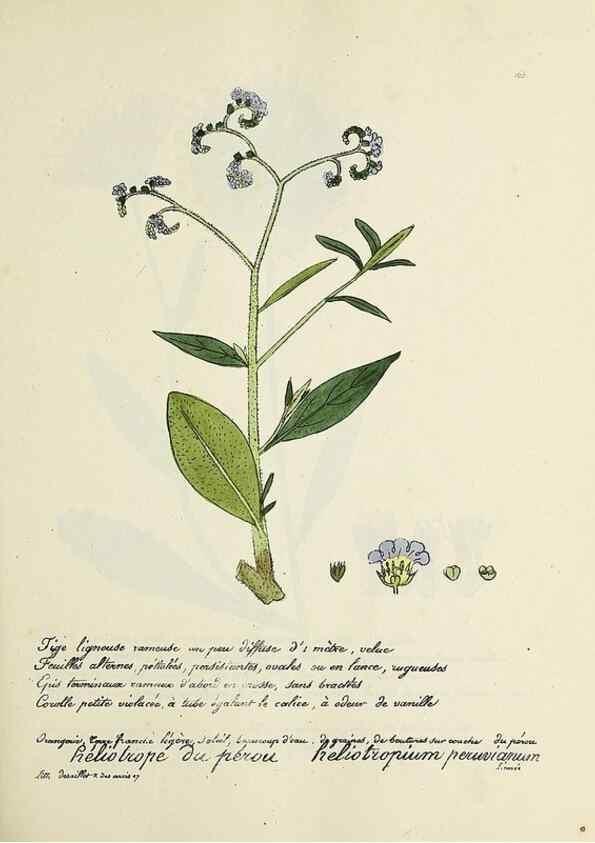 Reproducción/Reproduction 49500837073: Flore universelle. Saint-Denis :Au Bureau et chez Meilhac :[1848]-[1849]. 