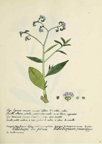 Reproducción/Reproduction 49500837073: Flore universelle. Saint-Denis :Au Bureau et chez Meilhac :[1848]-[1849]. 