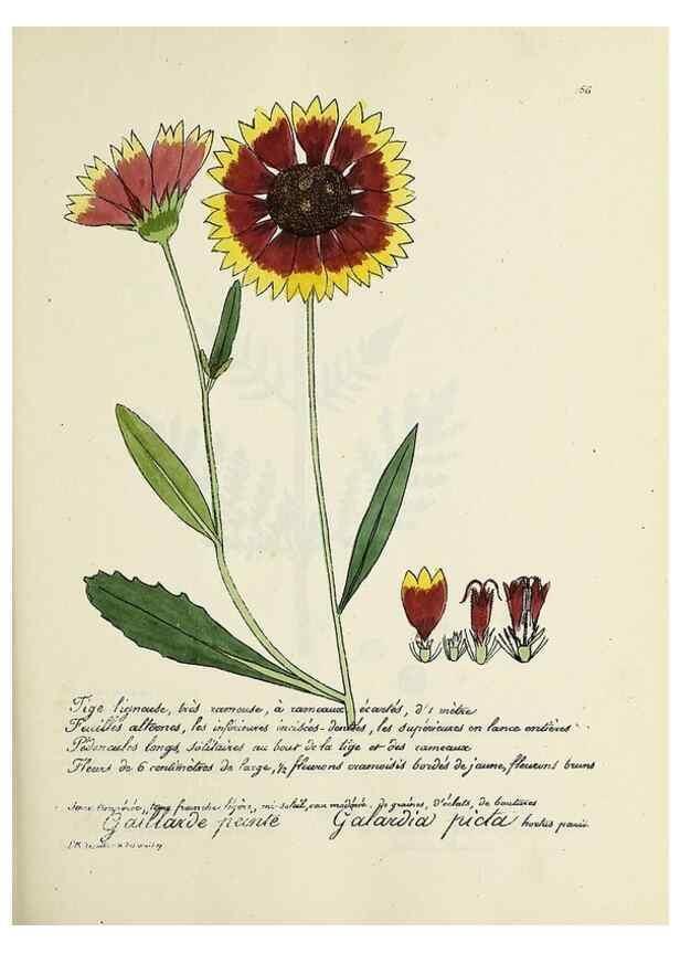 Reproducción/Reproduction 49501342061: Flore universelle. Saint-Denis :Au Bureau et chez Meilhac :[1848]-[1849]. 