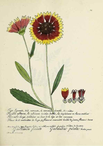 Reproducción/Reproduction 49501342061: Flore universelle. Saint-Denis :Au Bureau et chez Meilhac :[1848]-[1849]. 