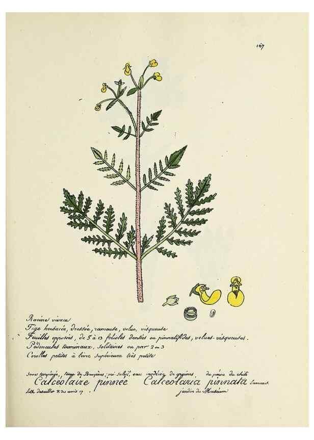 Reproducción/Reproduction 49500837603: Flore universelle. Saint-Denis :Au Bureau et chez Meilhac :[1848]-[1849]. 