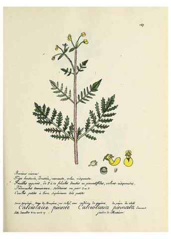 Reproducción/Reproduction 49500837603: Flore universelle. Saint-Denis :Au Bureau et chez Meilhac :[1848]-[1849]. 