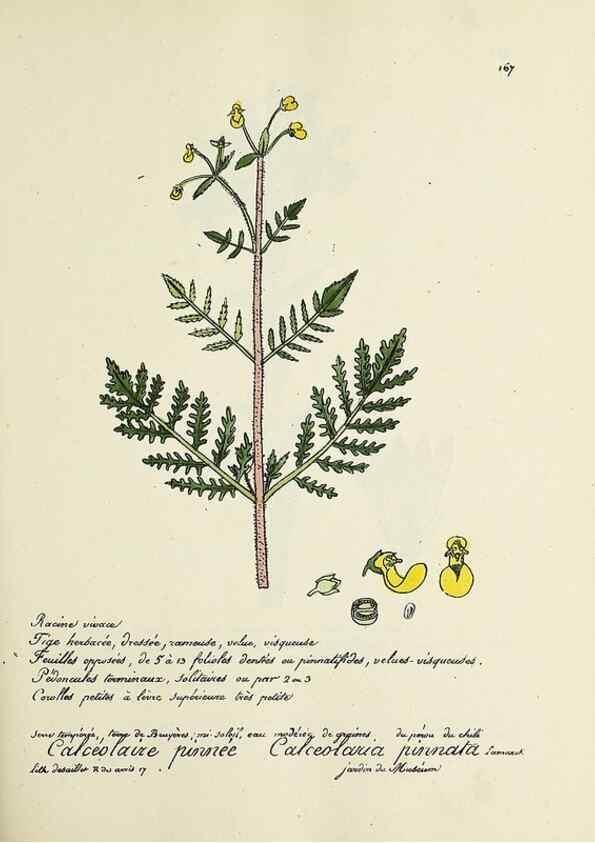 Reproducción/Reproduction 49500837603: Flore universelle. Saint-Denis :Au Bureau et chez Meilhac :[1848]-[1849]. 